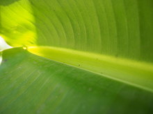 A Banana Leaf