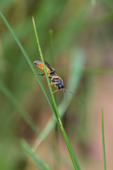 Wall Mural - Orange and yellow insect in the grass