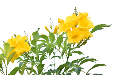 Wall Mural - yellow flower isolated on white background