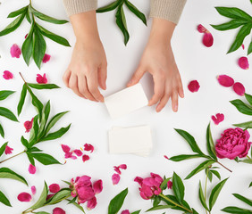 two female hands holding empty white paper cards and burgundy flowering peonies with green leaves