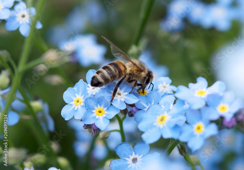 Biene Bee Vergissmeinnicht Forget Me Nots Garten Blume 018 Buy