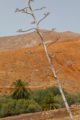 Vega de Betancuria y al fondo pico Betancuria (724 m). Parque Rural de Betancuria. Isla Fuerteventura. Provincia Las Palmas. Islas Canarias. España