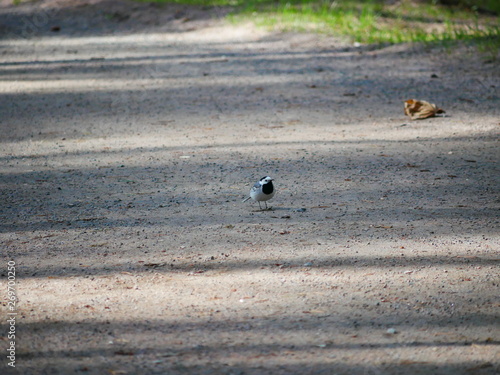 Fotografía little Wagtail looking for insects on a dirt path in the city Park on a Sunny spring day