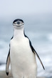 Single Chinstrap Penguin in Antarctica