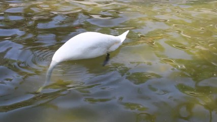 Sticker - White swan on the lake, diving into water