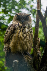 The big brown owl sits on a tree and looks down.