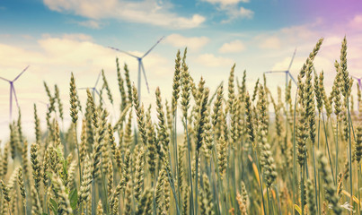 Wall Mural - full of ripe grains, golden ears of wheat or rye close up on a blue sky background.