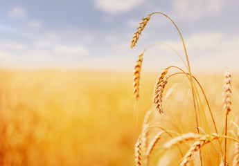 Wall Mural - Wheat field. green ears of wheat or rye on blue sky background. Rich harvest Concept.