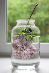 Wall Mural - the bouquet of lilac twigs in a transparent jar on the white chair as a decoration of the interior. The girl sits on the window