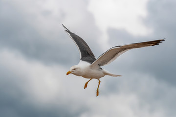 Wall Mural - Close up view of nesting Lesser black-backed gull (Larus fuscus)