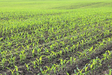 Wall Mural - Young green corn seedlings in spring on agricultural field