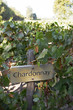 Chardonnay Vines, Maipo Valley, Santiago, Chile