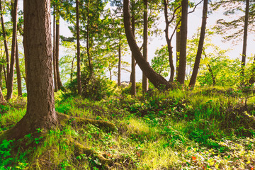 Wall Mural - Fine art photography landscapes and seascapes of Bowen Island in the Pacific North West of Canada close to Vancouver British Columbia.  Art for your office and home needs.