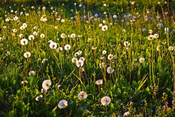 Beautiful fluffy dandelions in the meadow.Sunset.