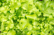frischer grüner Kopfsalat im Beet
