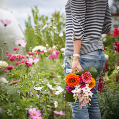 Closeup of a young woman collecting a bouquet of beautiful multi-colored garden flowers. The girl is holding a freshly cut bouquet of dahlias, common zinnia and snapdragon flowers. Gardening