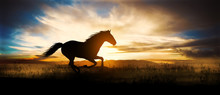 Free Horse Run At Sunset