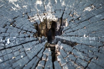 texture of wood