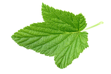 Wall Mural - currant leaf on white background