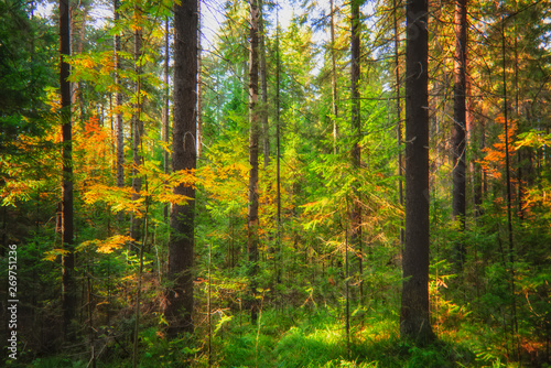 Foto-Schiebegardine mit Schienensystem - A sunny day in the autumn forest. (von Anatoliy)