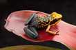 poison dart frog, Ameerega silverstonei. Orange poisonous animal from the Amazon rain forest of Peru..