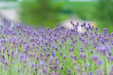 lavender field in Hokkaido