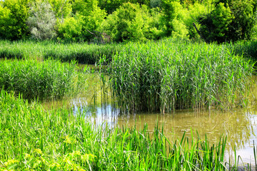 Canvas Print - pond and water plants at summer day