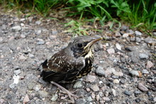 Baby Bird Thrush Fledgling On Ground Vulnerable