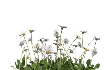 Wall Mural - Flower Plant isolated 3D Rendering