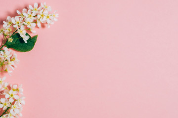 Bird cherry blossom branch on pink background.