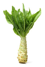 Asparagus Lettuce On White Background 