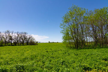 Open grass field