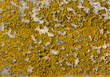 Bright yellow lichen on stone, wide field
