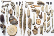Seashells And Sticks,bump And Feather Corals Collection Flat Lay Still Life Are Natural Material. Brown Natural Color.