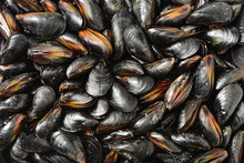 Mussel Background