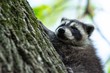 Baby Raccoon Climbing a Tree