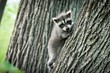 Cute baby raccoon climbing tree 