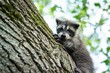 Cute baby raccoon climbing tree