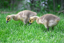 Canada Goose Goslings Eating On The Green Meadow