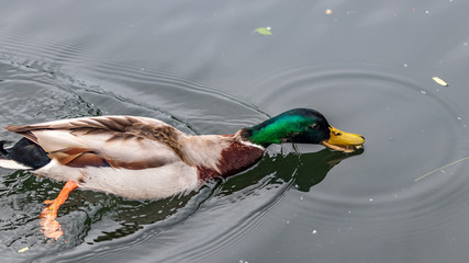 Sticker - duck in the water