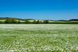 An Oregon farm grows meadowfoam, and tiny white flowers cover a field as it blooms, with more white fields draped over the hills in the background. 