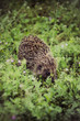 Closeup of a Hedgehog, Erinaceus europaeus, in a meadow in search for food. Hedgehog in the grass in the sunlight.