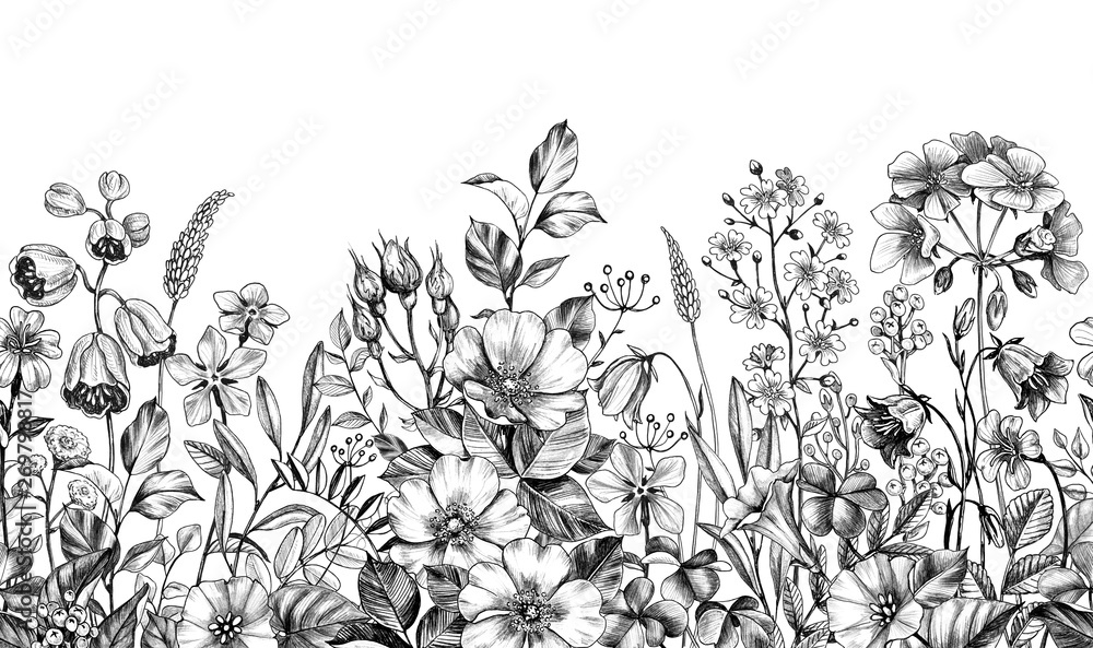 Wild Plants and Flowers Seamless Border - obrazy, fototapety, plakaty 