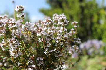 Wall Mural - Thymus vulgaris common thyme, German thyme, garden thyme. Thymus vulgaris is a species of flowering plant .Thyme is any of several species of culinary and medicinal herbs,variety with pale pink flower