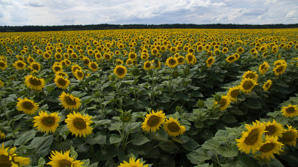 Field of sunflowers 2