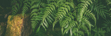 Banner Green Leaves Of Tropical Fern Plants,  Green Jungle Summer Background  In  Vintage Tone