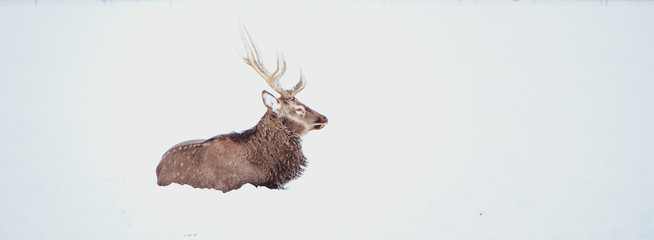 Noble Sika deer ,  Cervus nippon, spotted deer ,  lying on the snow on a white background