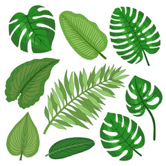 Wall Mural - Set of tropical leaves.