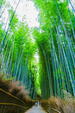 Fototapeta Na drzwi - [和風イメージ] 京都の竹林