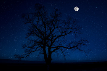 Wall Mural - mountain road through the forest on a full moon night. scenic night landscape of country road at nig